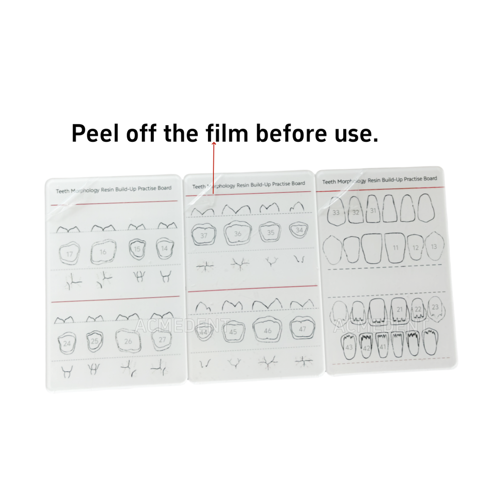 Dental Caries Decay Teeth Model Tooth Simulate Class Ⅱ Resin Restore Template