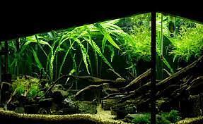 Cryptocoryne Crypt Balansae Large