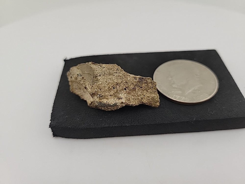 Fossilized Raptor Talon Dinosur Permineralized Fossil