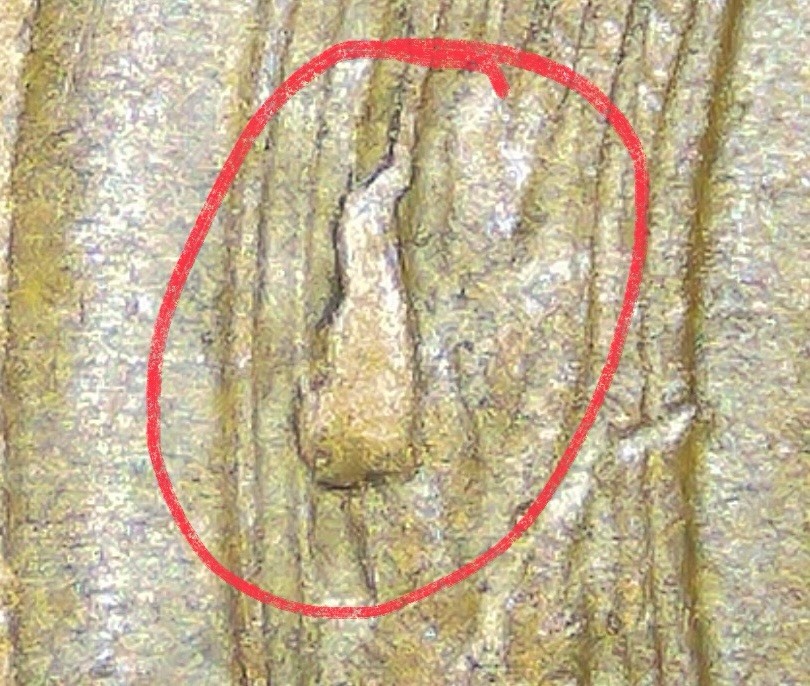 1955 D Lincoln Wheat Cent Rev Wheat Die Chip error.