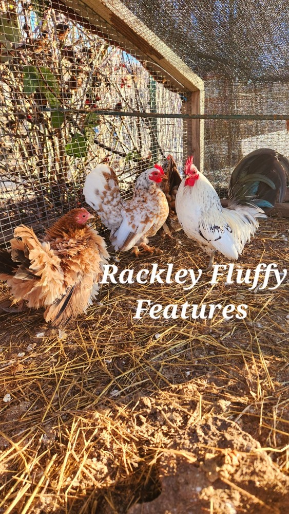 12Serama Hatching Eggs