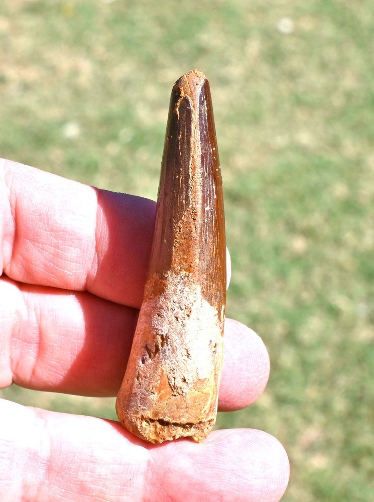 Spinosaurus tooth 2.77 inches, from Morocco #4
