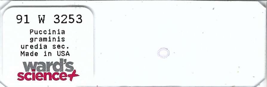 Rust Fungus Puccinia graminis Uredia Microscope Slide