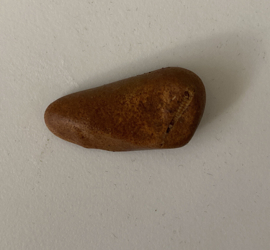 Miniature Fossil Unknown Origin
