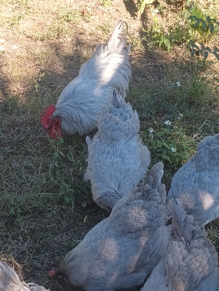 **RARE**(6) Lavender Orpington Hatching Eggs