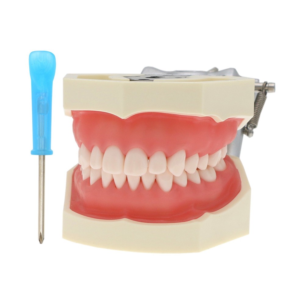 Dental Teeth Model Kit w/ Replaceable Teeth, Implant, Brackets, Mounting Pole