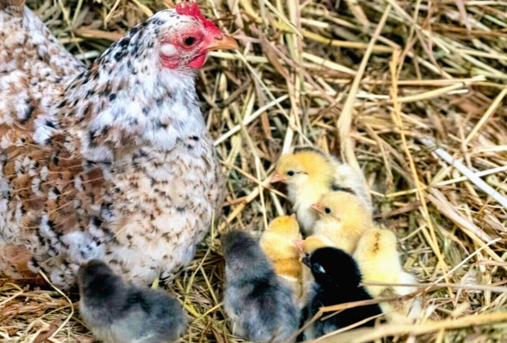 8 NPIP/AI CLEAN SERAMA BANTAM HATCHING EGGS ●SHOW QUALITY●MICRO MINI TEA CUP