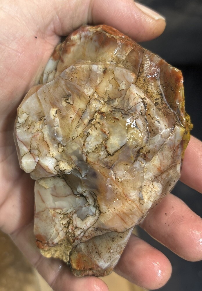 Colorful petrified wood
