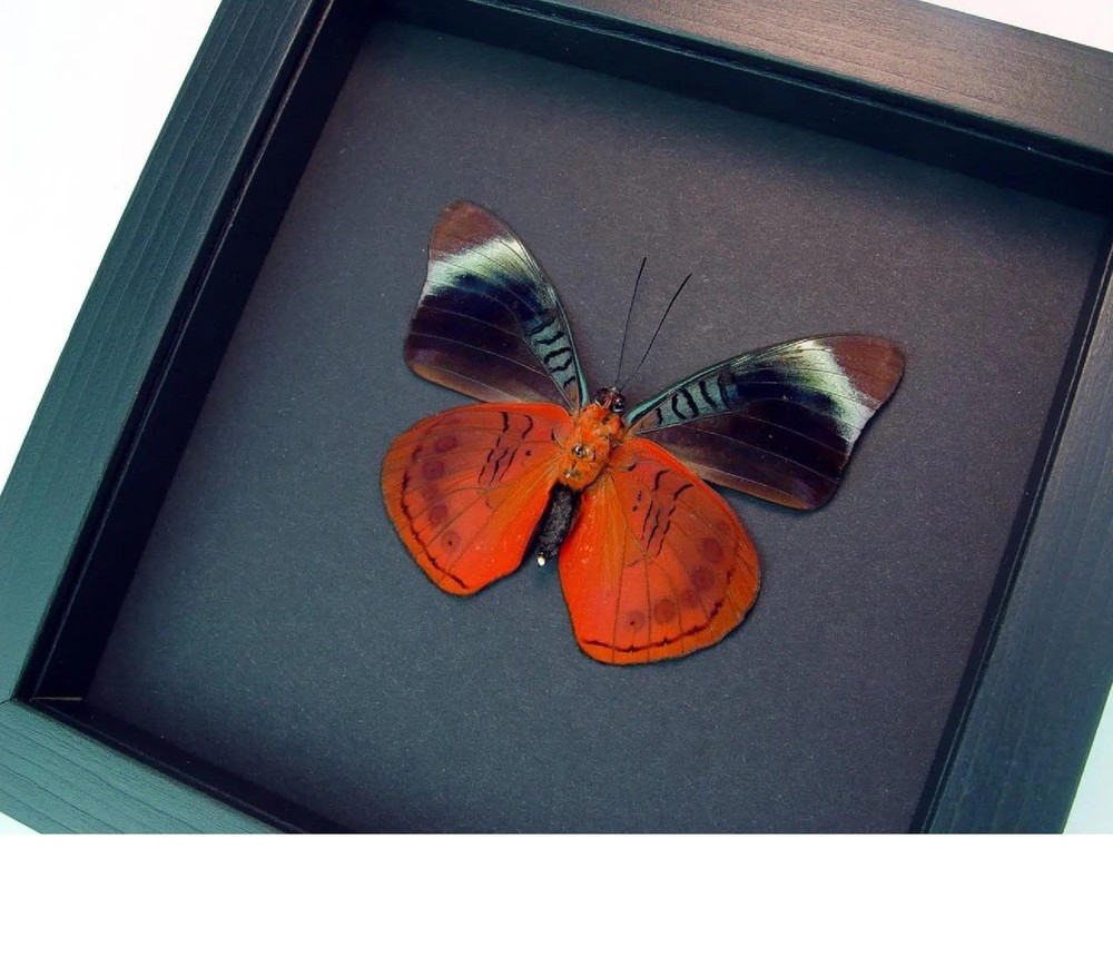 Framed Red Queen Flasher Butterfly Panacea regina Verso Moonlight Display