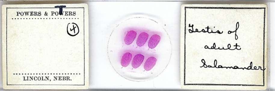 Salamander Adult Testis Microscope Slide by Powers & Powers
