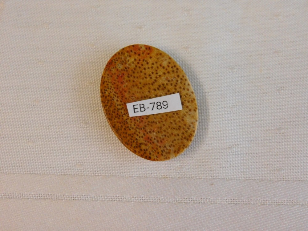 Fossil Palm Wood Cabochon
