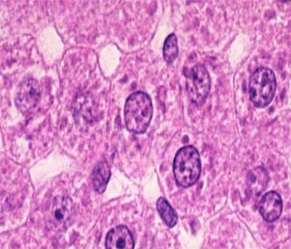 ABGIL Cytology Microscopic Slides