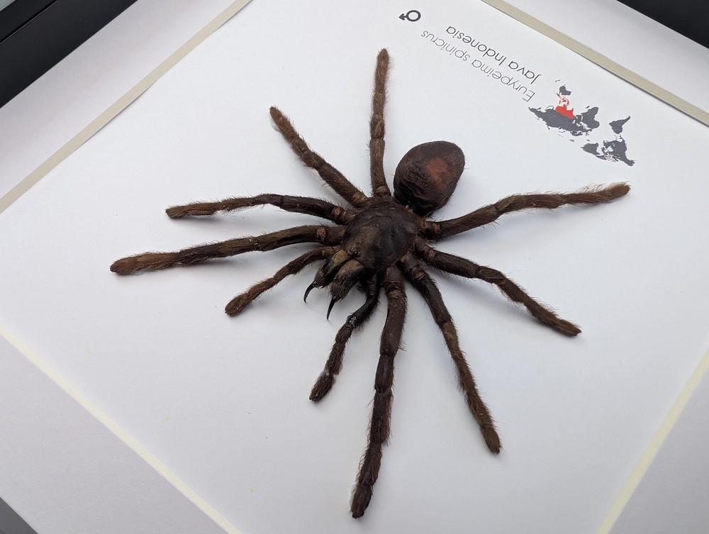 Tarantula eurypeima spinicrus from indonesia big size, frame 8" x 8"
