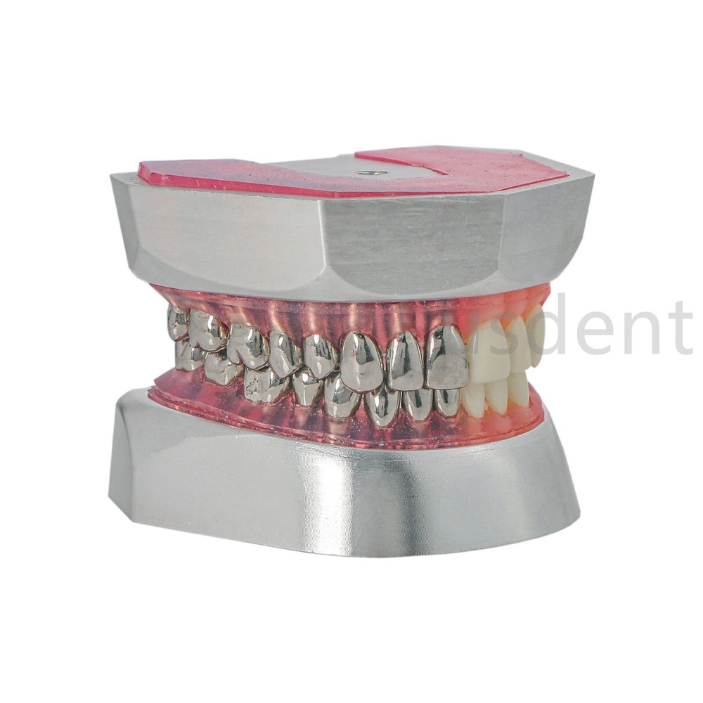Dental Teeth Model With Restoration Learning and Teaching Demonstrate M6004