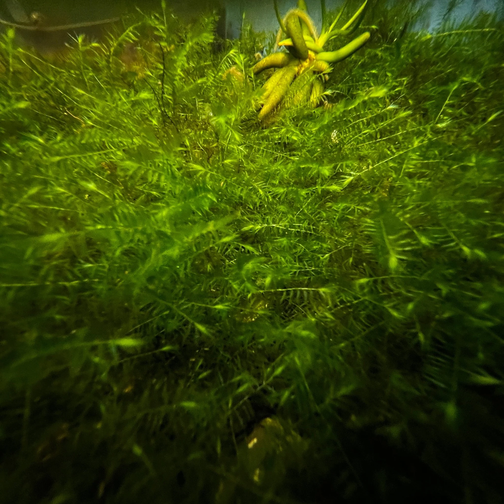Willow Moss | Aquarium Plants Factory®