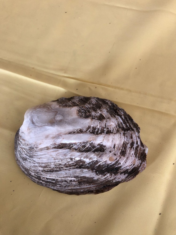 Real oyster shell ashtray