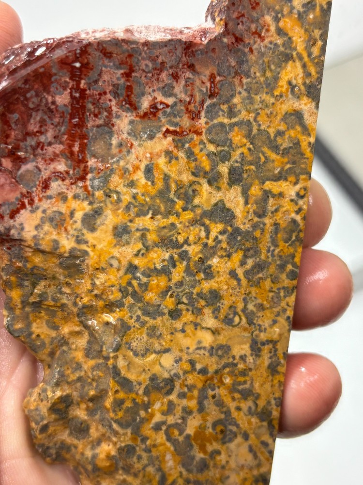 Orbicular Leopard Skin Jasper Slab Lapidary Cabbing Combo Ship Avail