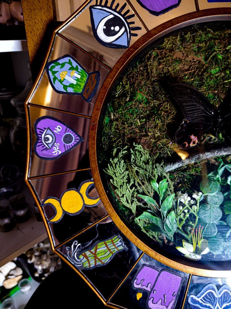butterfly display