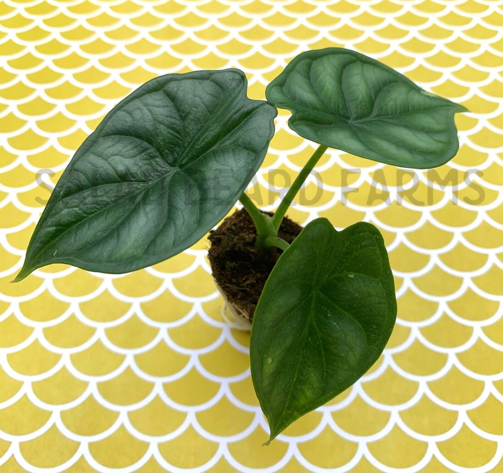 Alocasia 'Dragon Scale' starter plant