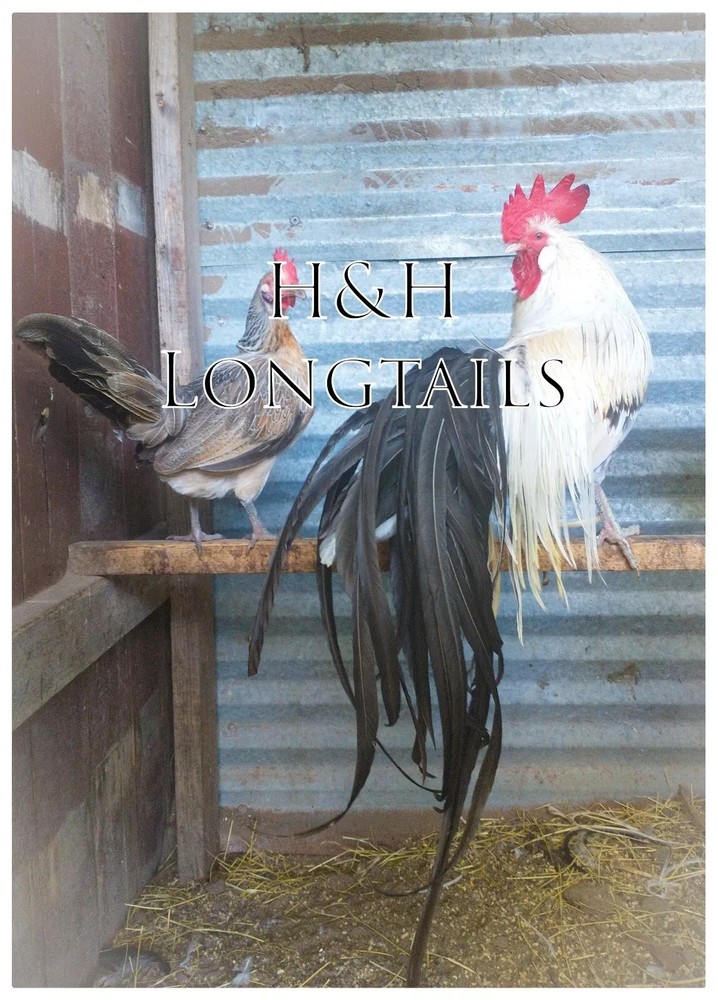 6+ Blue Gold, blue silver,  and Blue Red Phoenix longtail Chicken hatching eggs