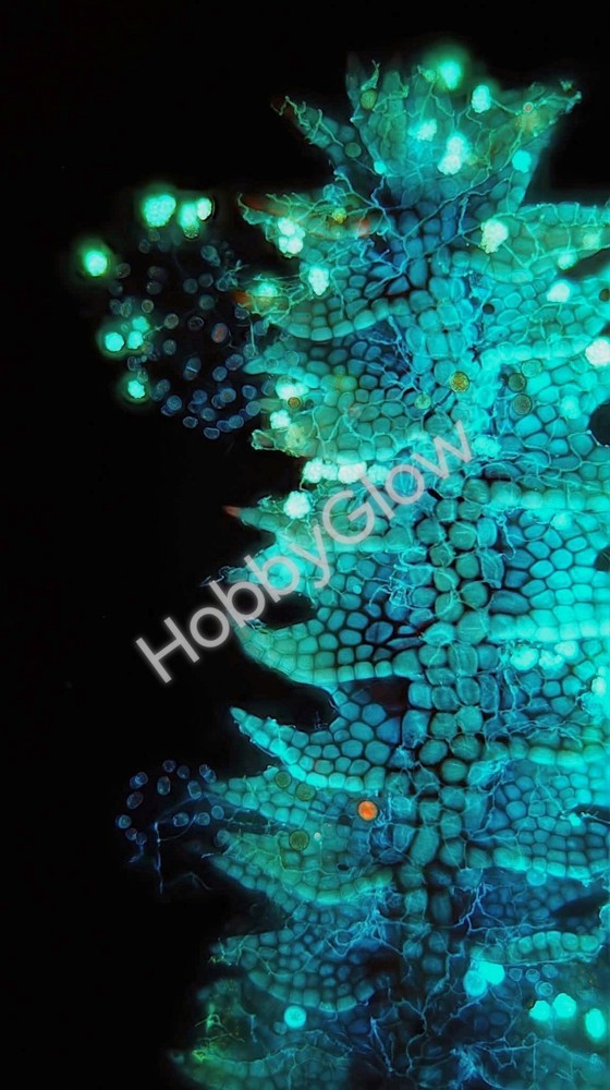 15ml Calcofluor White CFW Stain + 5% KOH - UV Fluorescence Microscopy Reagent