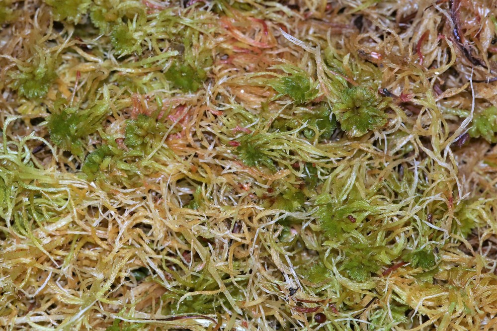LIVE SPHAGNUM MOSS - 1 QUART BAG