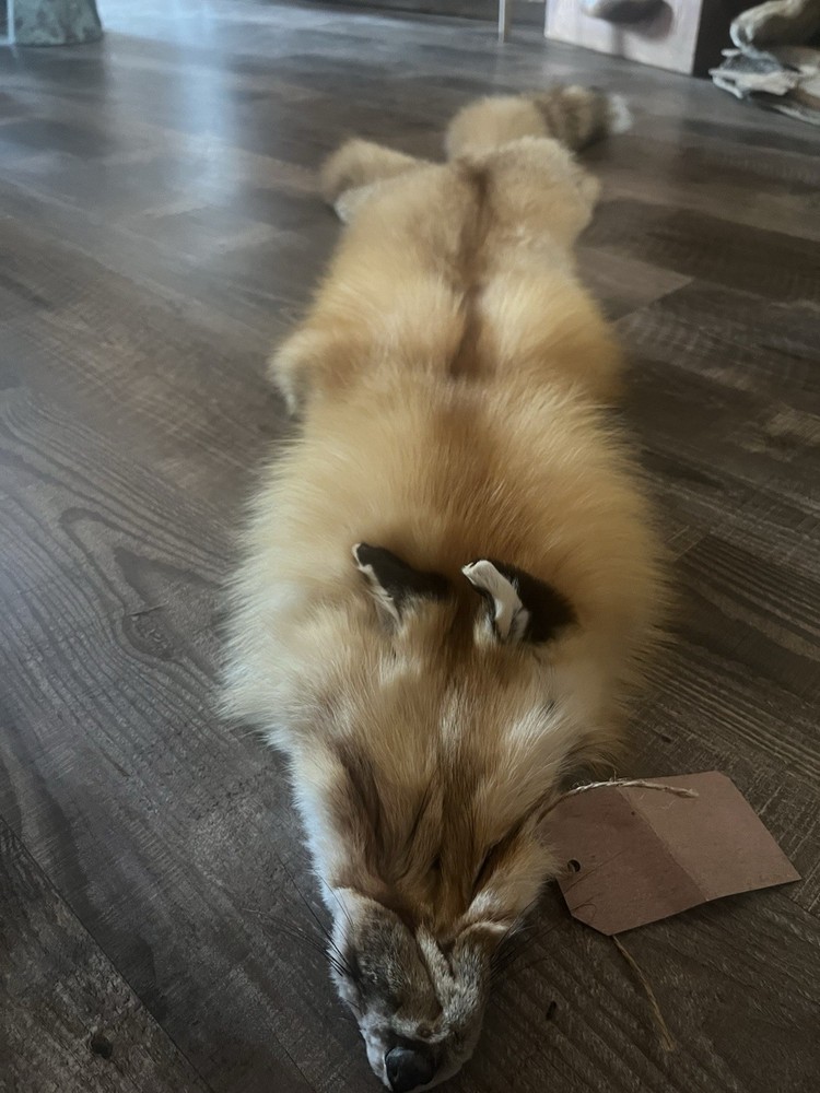 Fox Hide