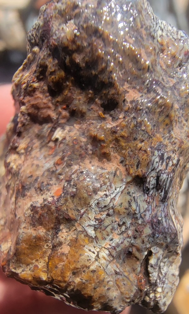 3.22 Lbs Agitized Dino Bone Smalls