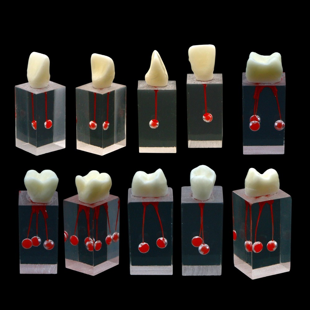 10Pcs Dental Root Canal Teeth Study Model Endodontic Rotary Files Practice Block