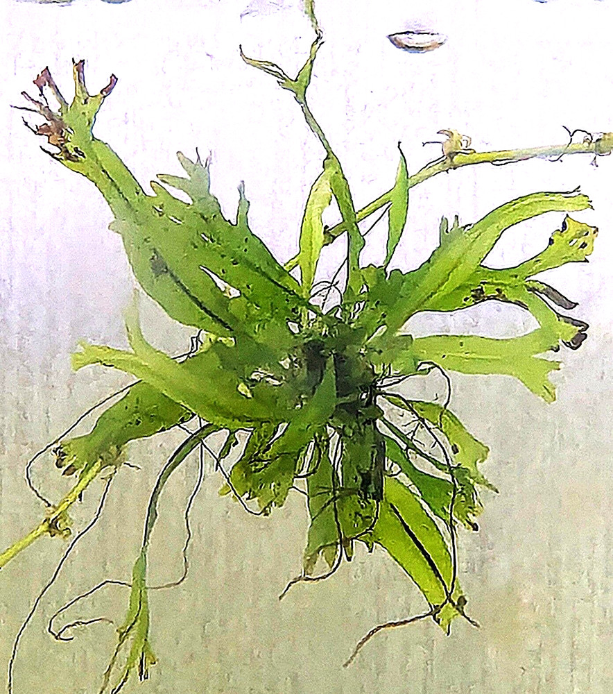 PK Endlers - Windelov Java Fern (Microsorum Pteropus) - YOU CHOOSE OPTIONS