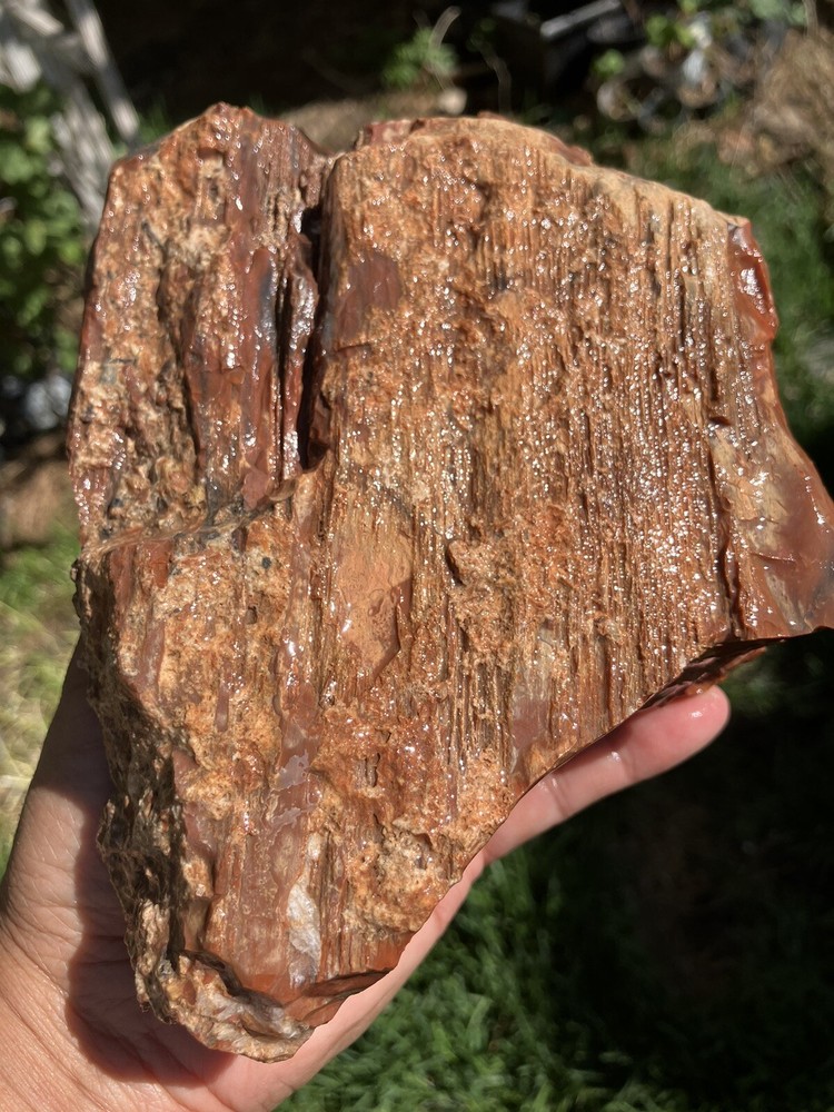 Arizona Petrified Wood