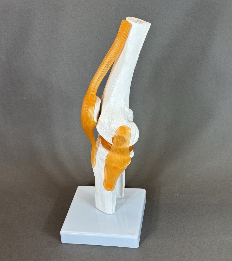 Human Knee Joint Model with Flexible Ligaments, Anatomically Correct