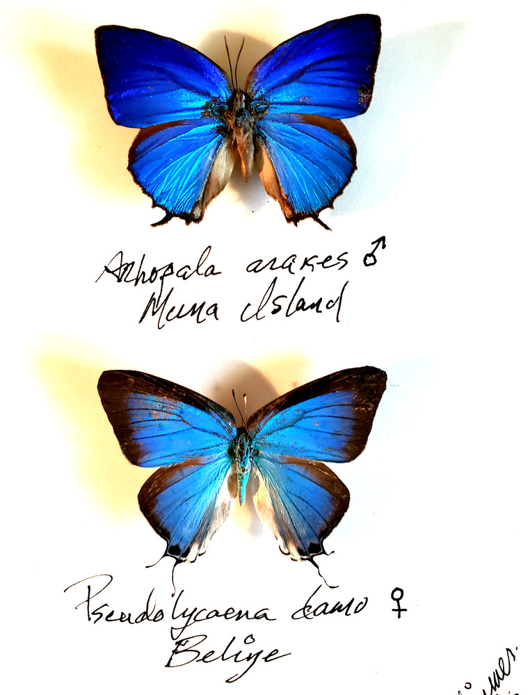 Pseudolycaena damo -A RARE A1 SPECIMEN, Unspread, Central Americ