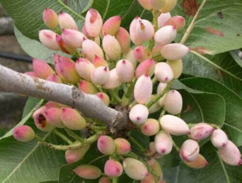 10 Seeds PISTACHIO (PISTACHIO) + FREE