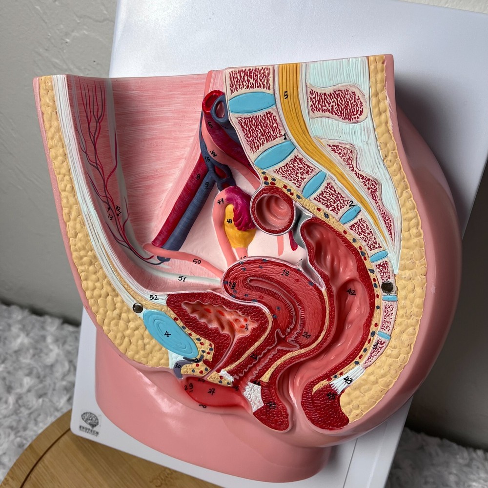 Female Pelvis Reproductive Anatomy One Piece