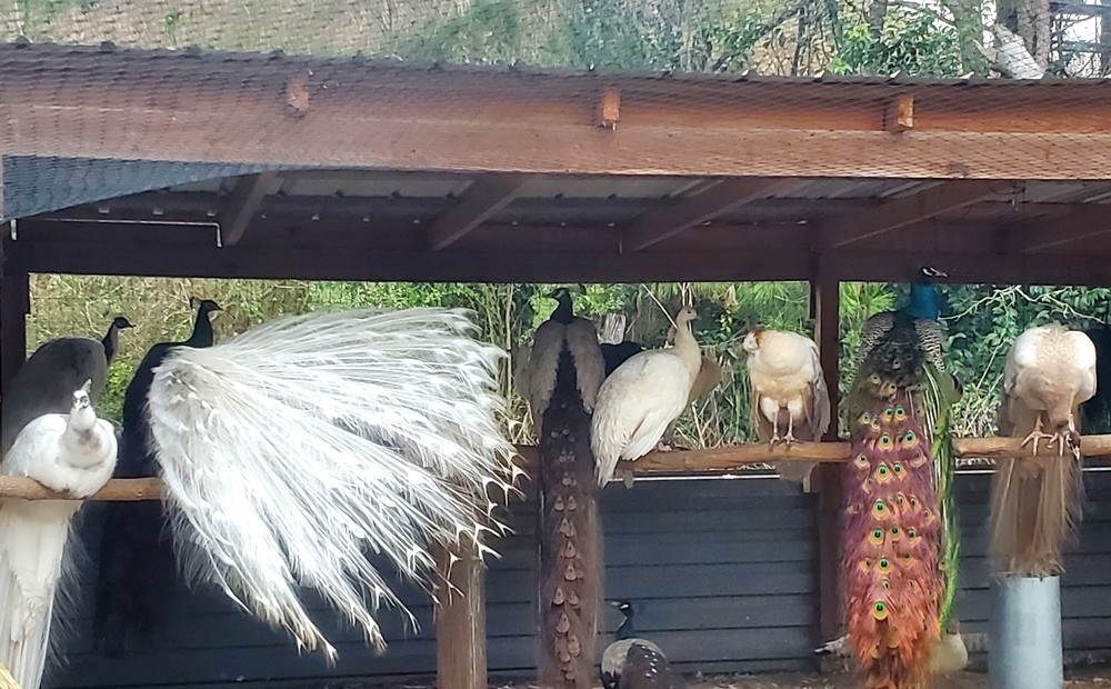 Peacock Peafowl Hatching Eggs *5* Amazing Mixed Group! *NPIP* *Ready Now*
