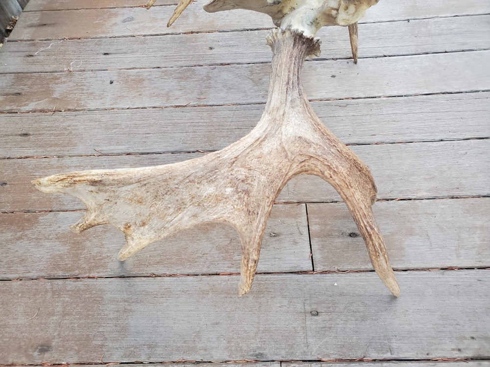 Shiras Moose European Mount