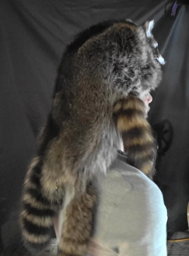 Raccoon fur hat