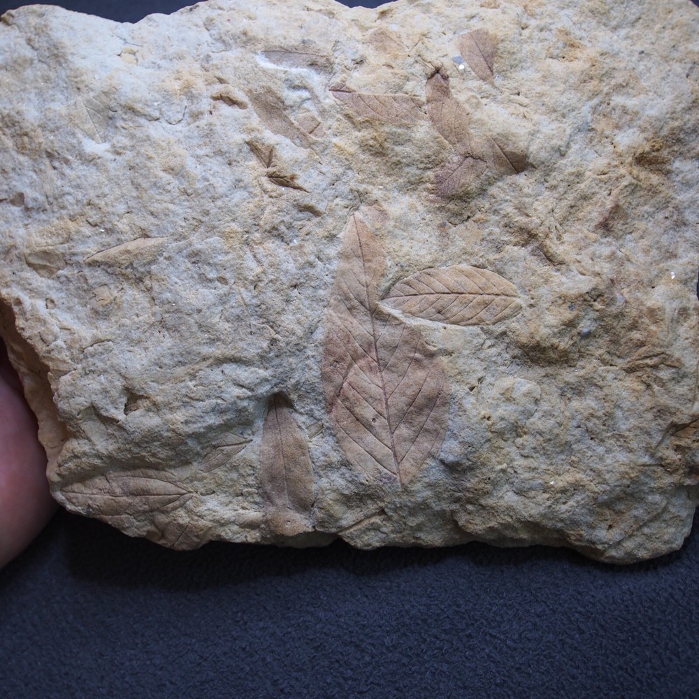 LARGE Czech Fossils Subtropical Tree Plant Tertiary Eocene
