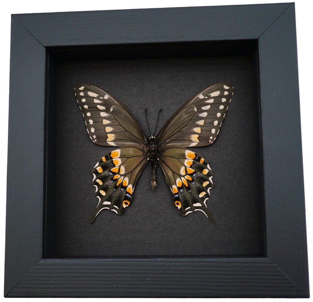 Real Framed Butterfly Eastern Black Swallowtail Papilio polyxenes Moonlight