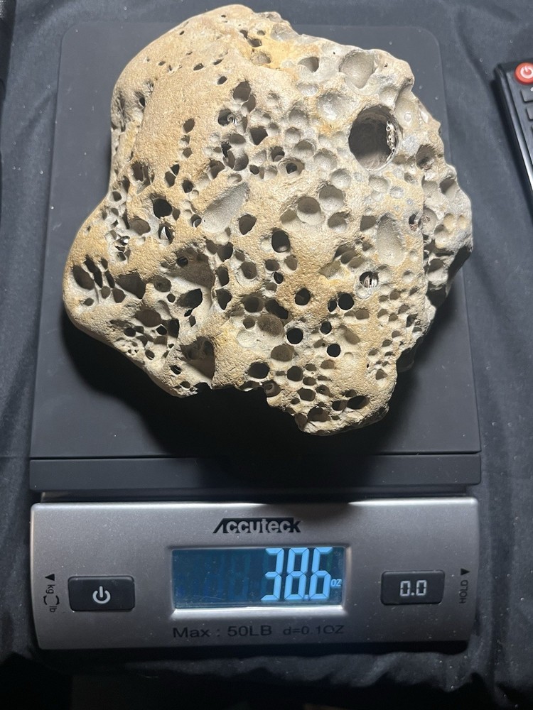 Fossil Shell Clam in Hag Stone Boulder -adder Rock-Omar Stone 2.6 Lbs