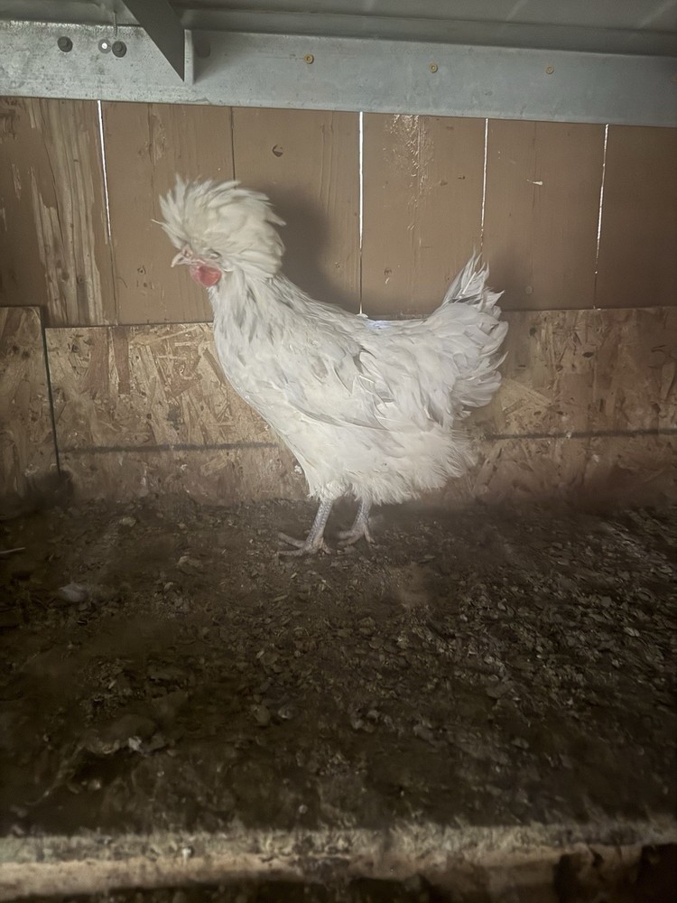 Polish Hatching Eggs