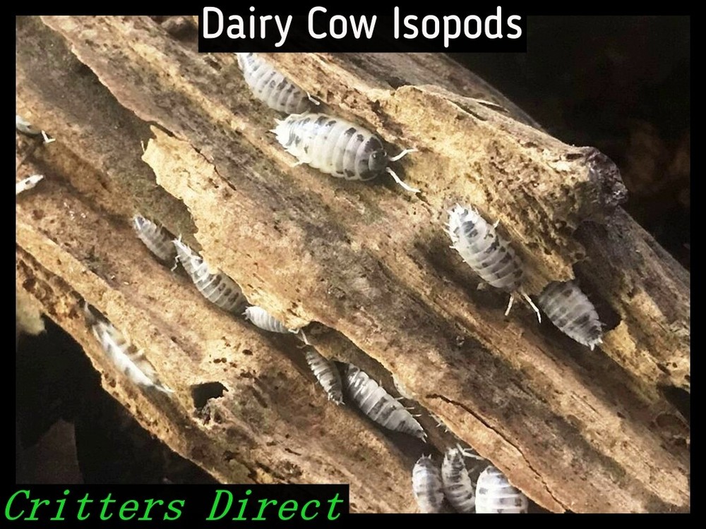 Dairy Cow Isopods, By Critters Direct