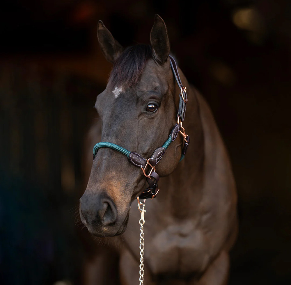 Henri de Rivel Leather & Rope Halter