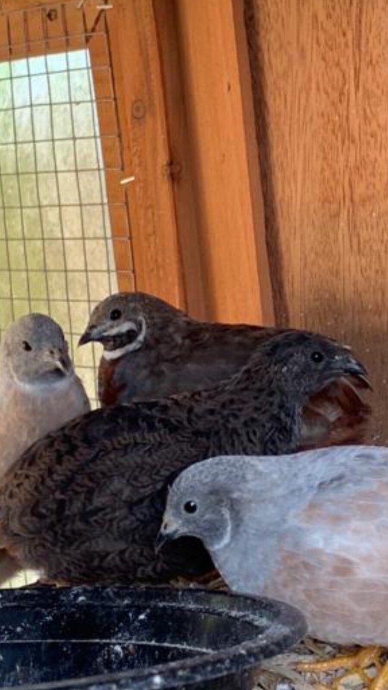15 Button Quail Hatching Eggs