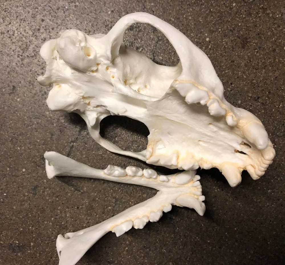 FOSSA SKULL REPLICA