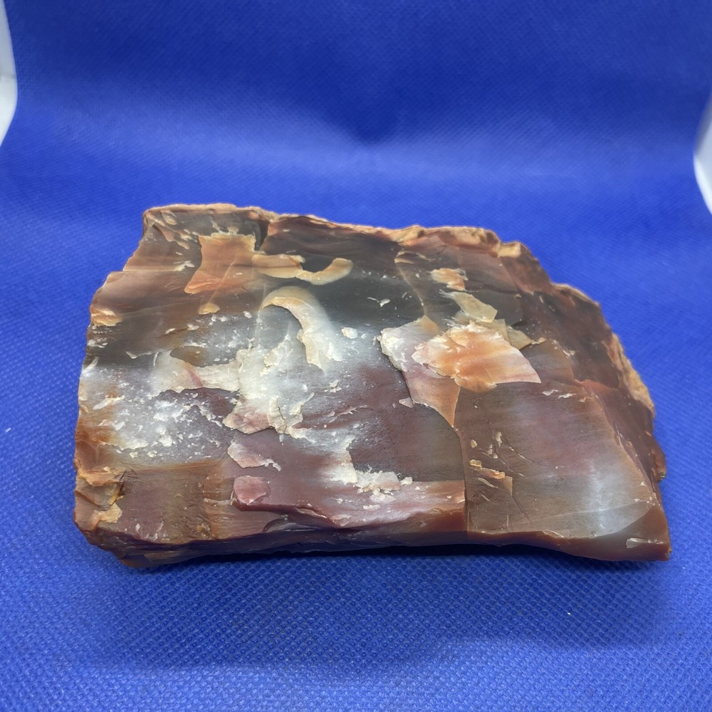 petrified wood slab