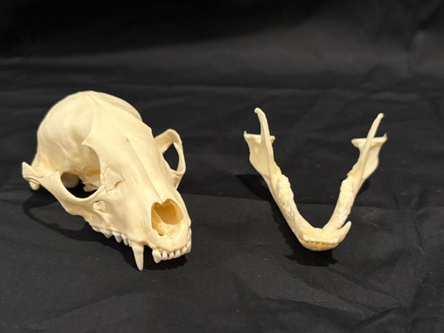 Real Raccoon Skull