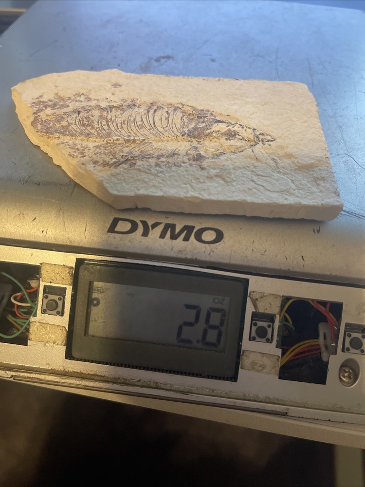 A Grade Fossil Fish 3 x 4 1/2"