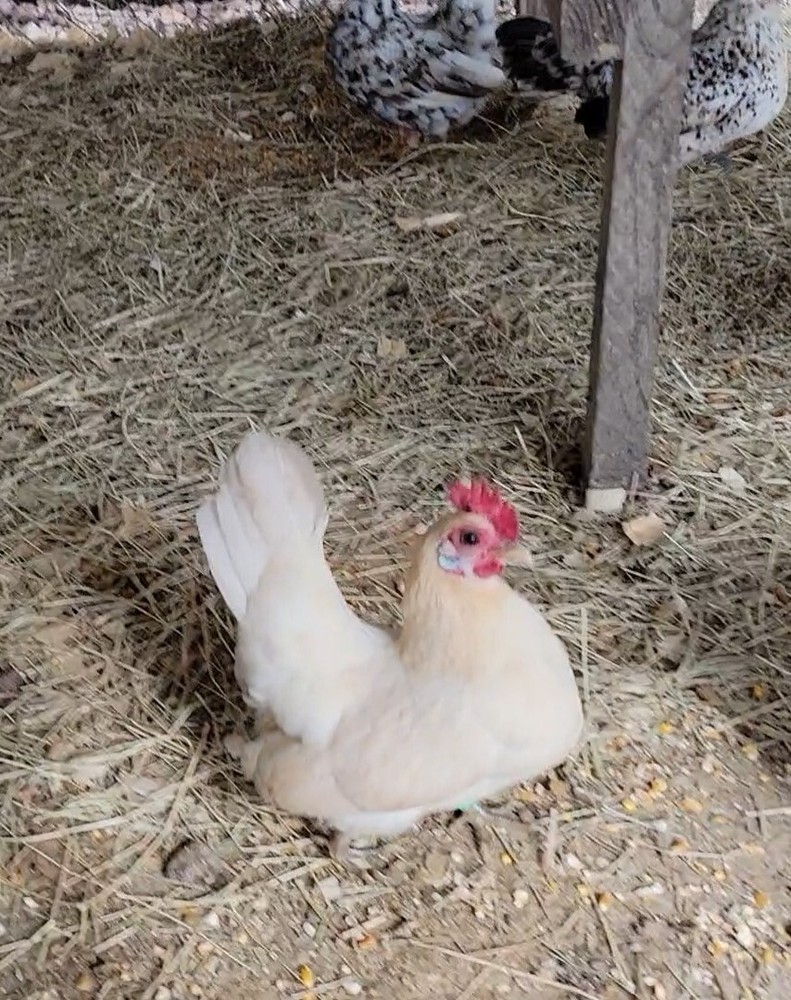24+ Serama Bantam Hatching Eggs 4-H